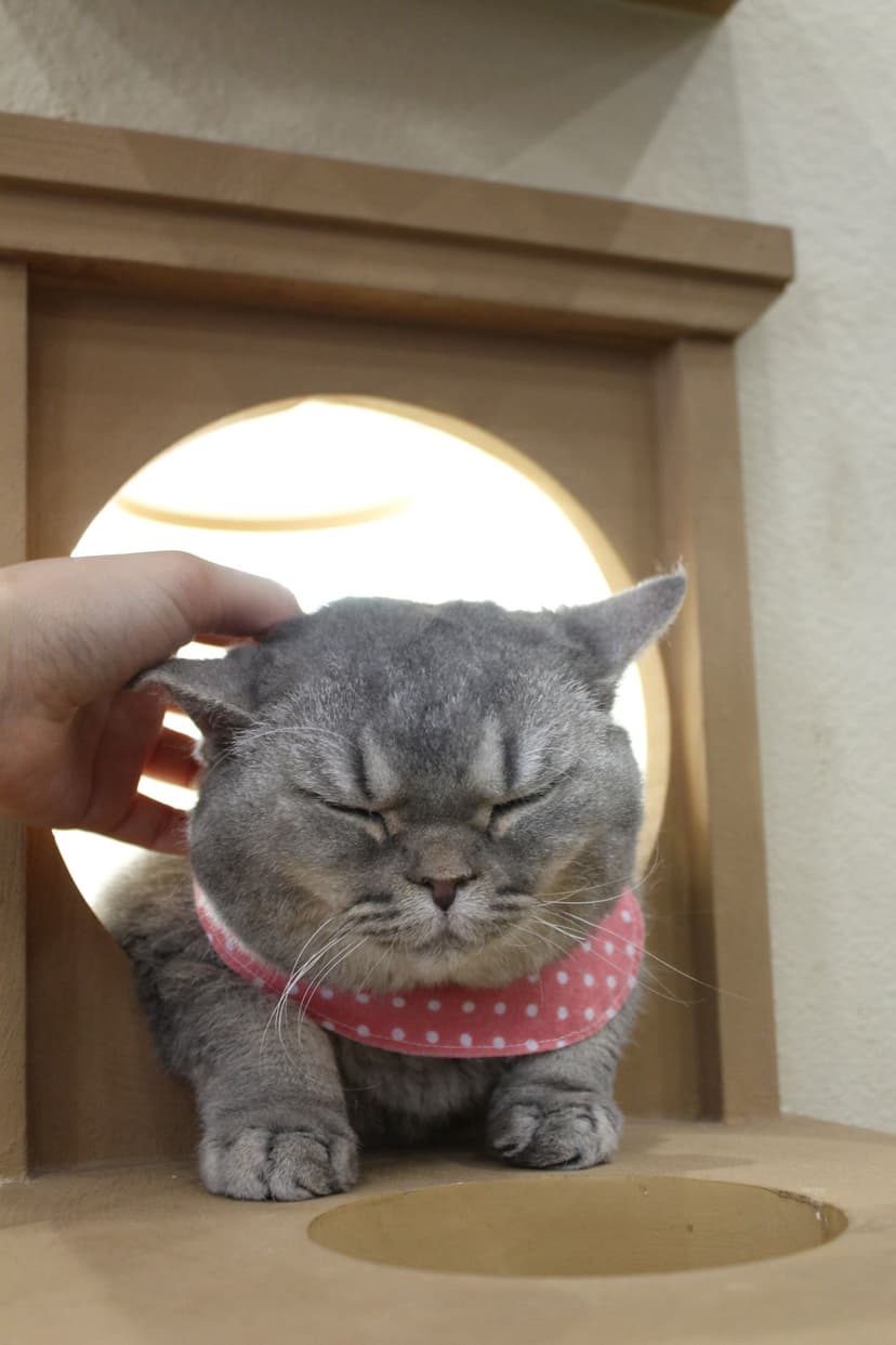 Gray cat in Korean cat cafe