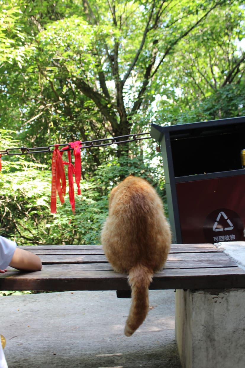 Orange cat on concrete