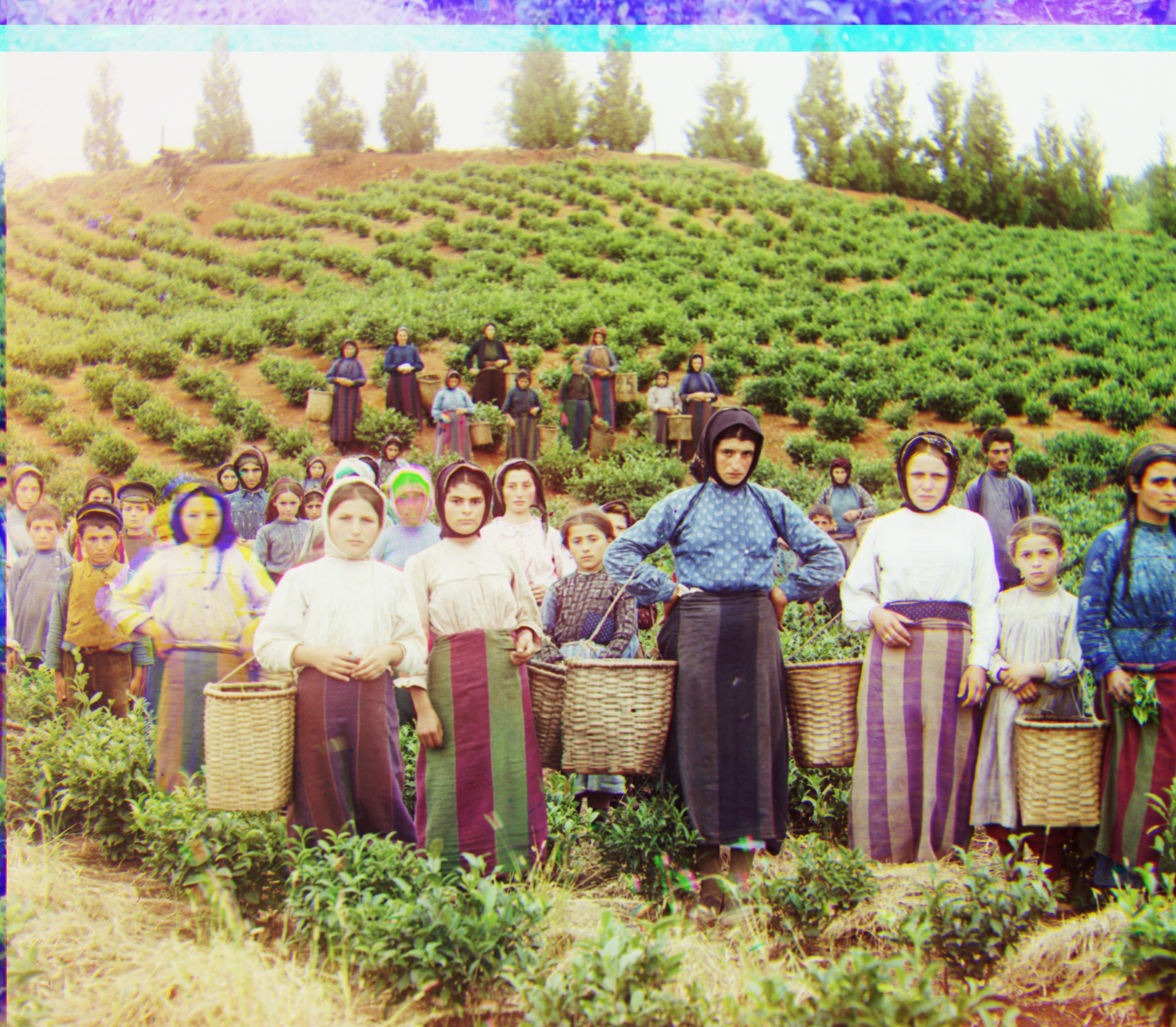 Harvesters