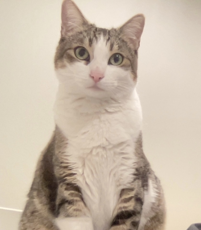 Carlos (my cat)