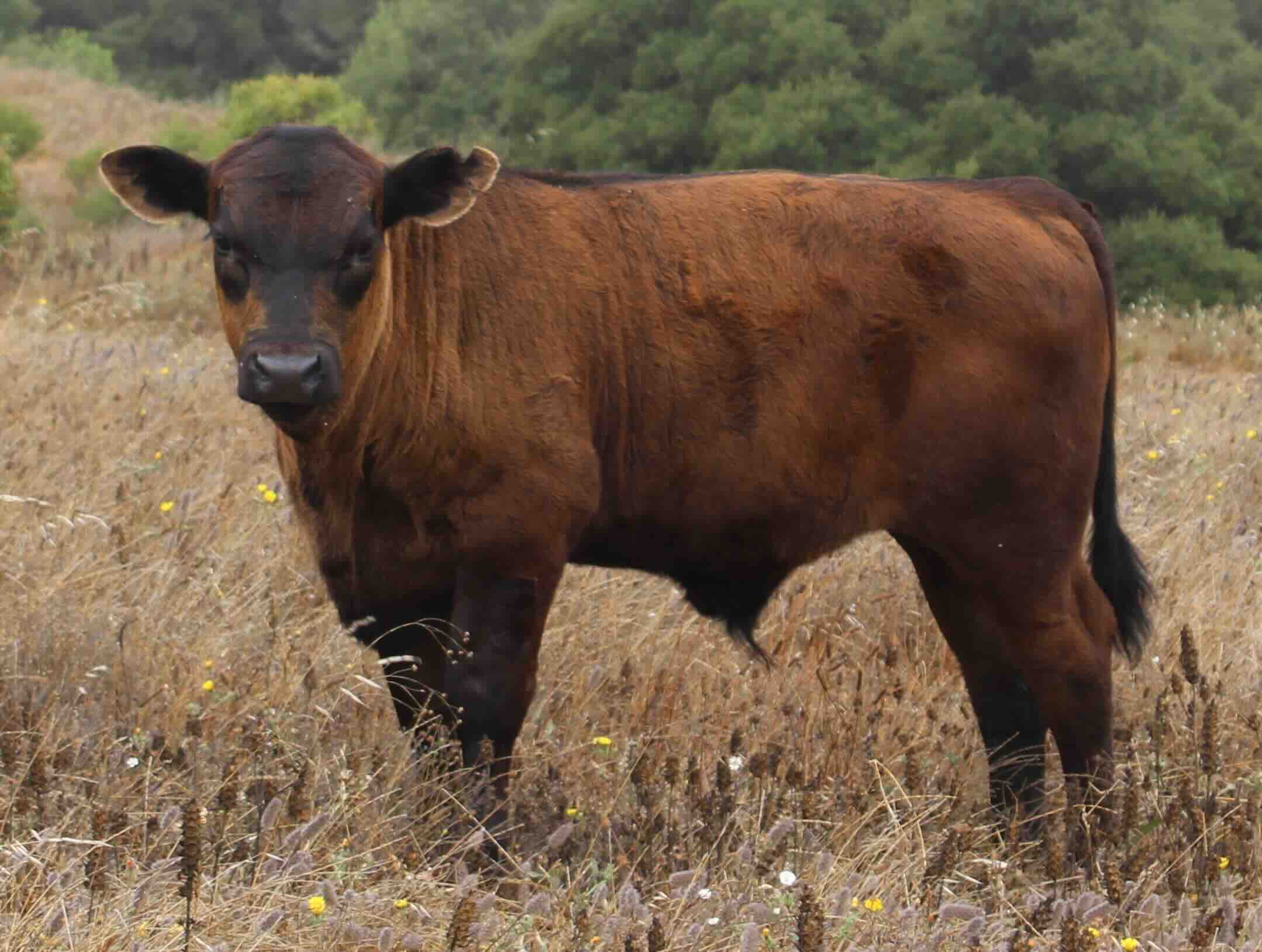 Tilden, Berkeley Cow