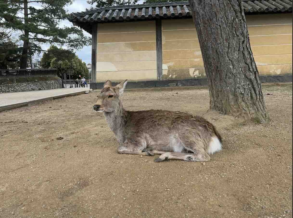 Nara, Japan Deer