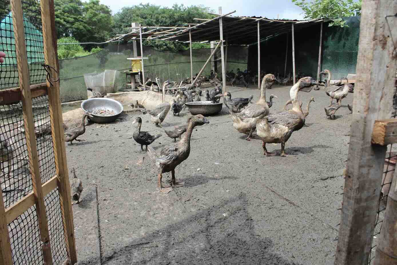 Ducks and geese in Dongshan, China