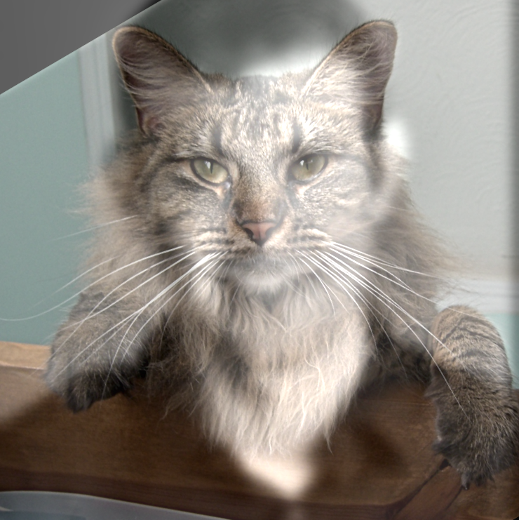 Nutmeg and Derek Hybrid (RGB-BW)