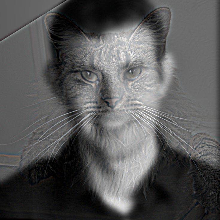 Nutmeg and Derek Hybrid (BW-BW)