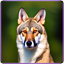 Fox i_start=10