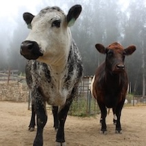 Original cow