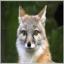 Fox original